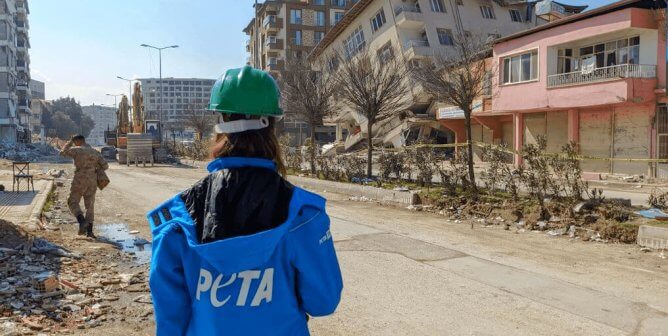 A PETA supporter looks at buildings devastated by an earthquake