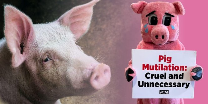 Sad pig and pig mascot