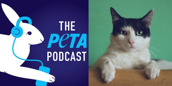 Go Behind the Scenes at PETA With Our New Podcast