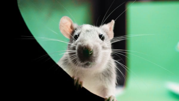 rat peers over ledge green background