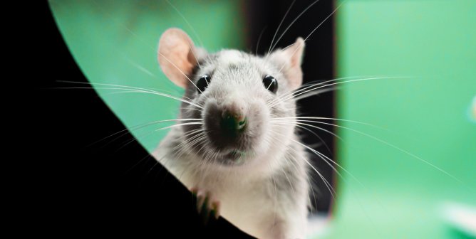 rat peers over ledge green background