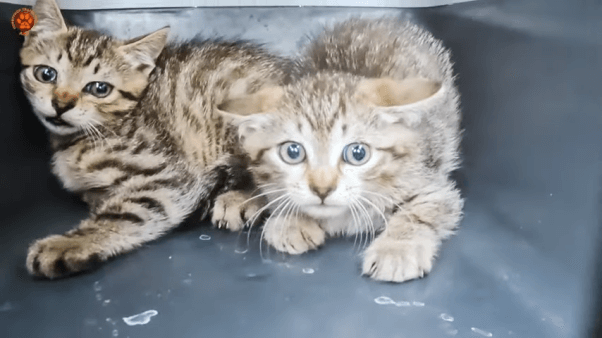 rescued kittens ARK