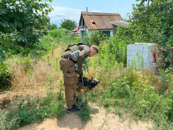 Rescuer with gear on helping dog in Ukraine