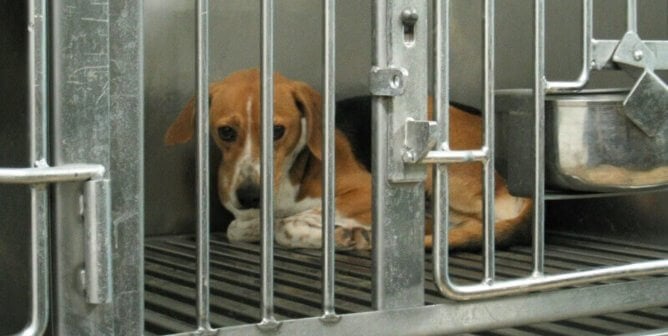 although not at a Johns Hopkins lab, this beagle kept behind bars for experimentation shows how nearly 65,000 dogs are imprisoned in U.S. laboratories each year