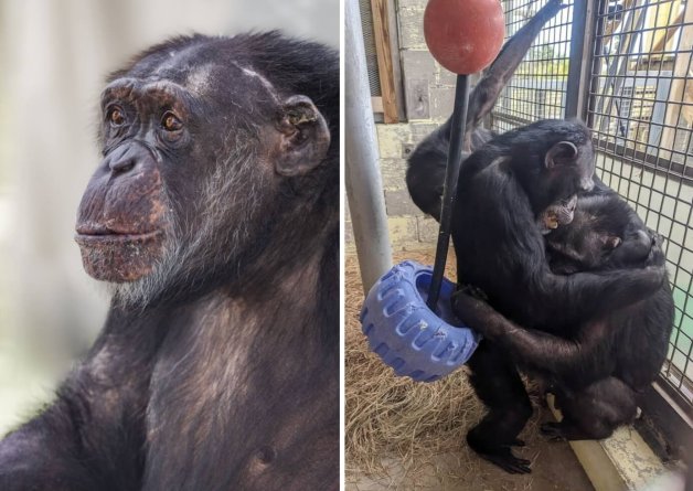 SAVED! April, Anna, Lucy, and Cash: 24 Chimpanzees and Counting