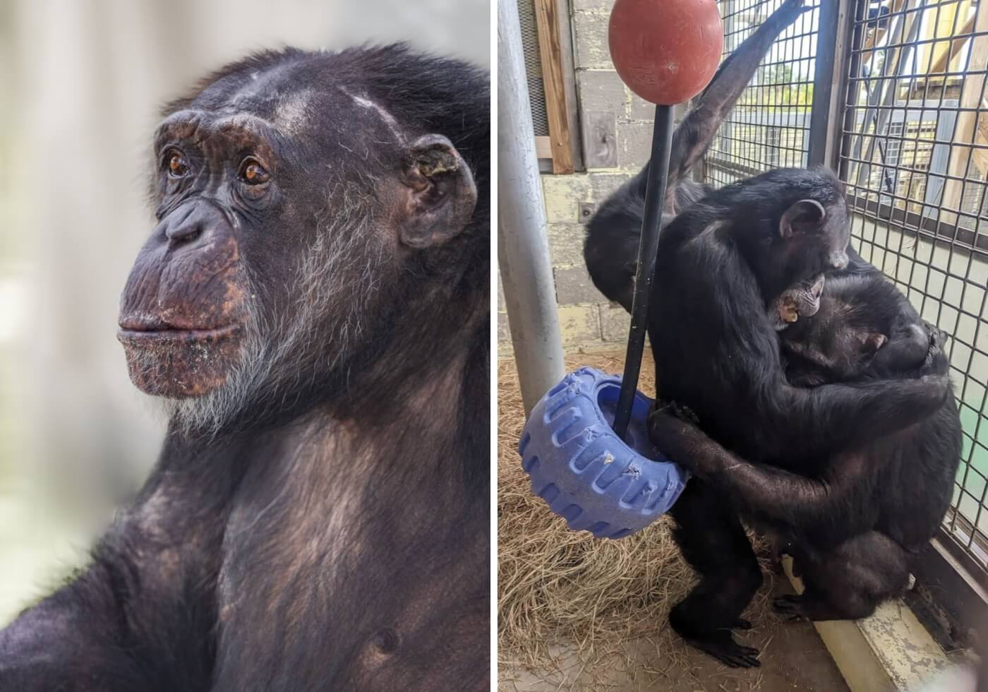 Chimpanzees Lucy and Anna