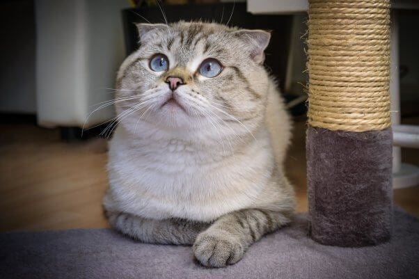 scottish fold cat Are ‘Purebred’ Cats Like Bengals and Persians Healthy?