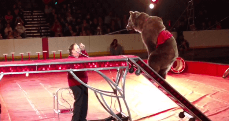 A bear performing in Shrine Circus urinates on herself