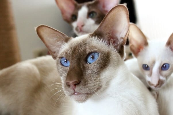 siamese cat Are ‘Purebred’ Cats Like Bengals and Persians Healthy?