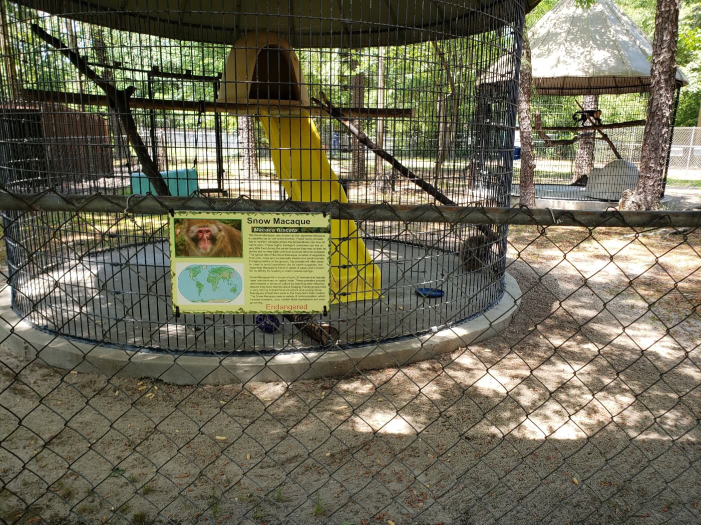 a snow macaque confined in a solitary and barren concrete cage, in mental distress engaging in self harm.