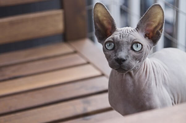 sphynx cats Are ‘Purebred’ Cats Like Bengals and Persians Healthy?