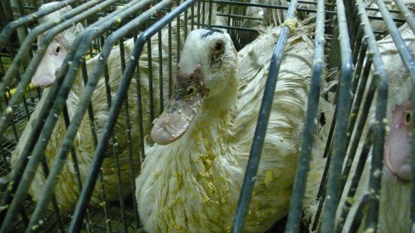 The feathers of ducks caged for foie gras are left caked with food from multiple force-feedings.