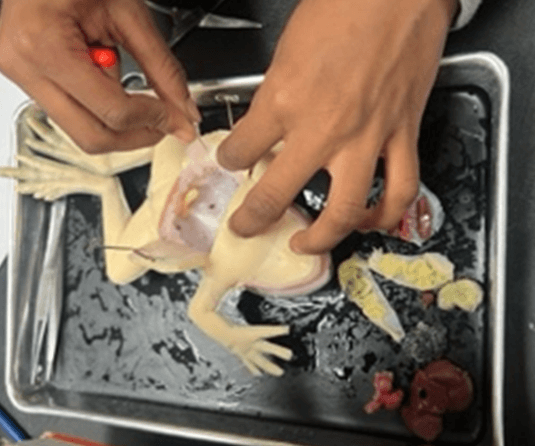 student's hands dissecting a SynFrog in a pan