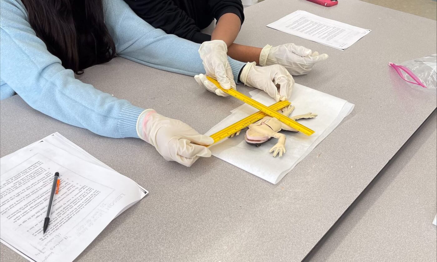 students measuring a SynFrog in a science class