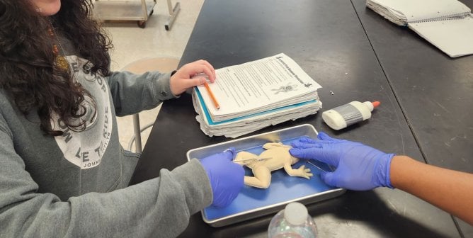 Students starting to dissect a SynFrog as provided by TeachKind Science's 2023 dissection pilot program