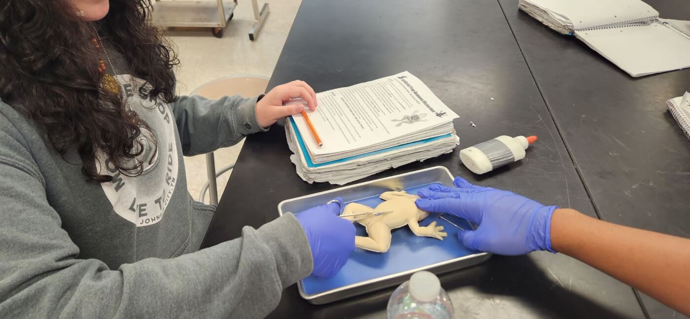 students starting to dissect a SynFrog as provided by TeachKind Science's 2023 dissection pilot program