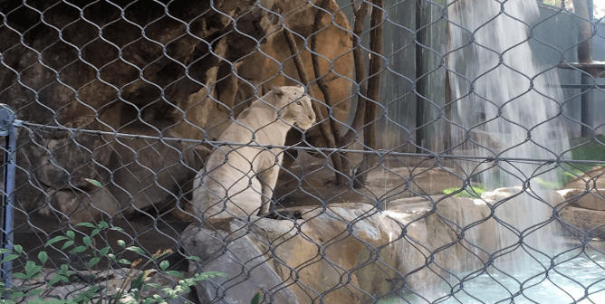 A big cat from Siegfried & Roy's Secret Garden