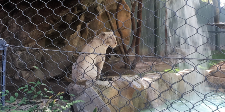 Why It Matters That the Siegfried & Roy Series Uses CGI | PETA