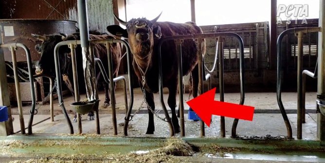 The True Cost of Wagyu Beef: PETA Reveals Horrific Conditions for Cows