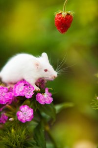 A white mouse stands atop magenta flowers