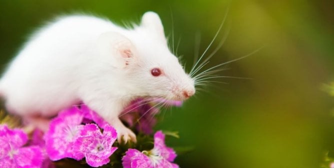 A white mouse stands atop magenta flowers