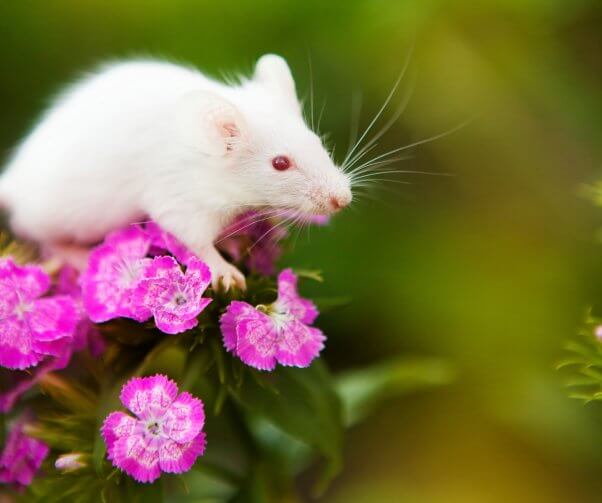 A white mouse stands atop magenta flowers