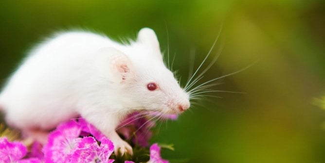 A white mouse stands atop magenta flowers