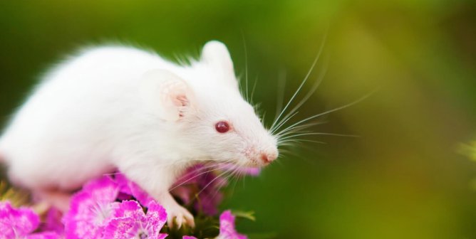 A white mouse stands atop magenta flowers