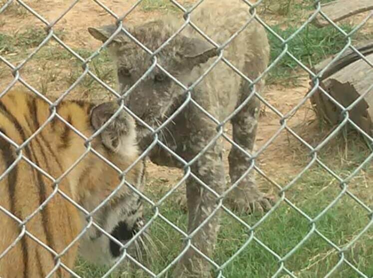 A big cat cub with extensive hair loss