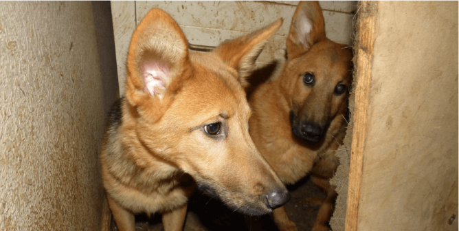two german shepards huddled together in a corner. the walls around them are visibly filthy