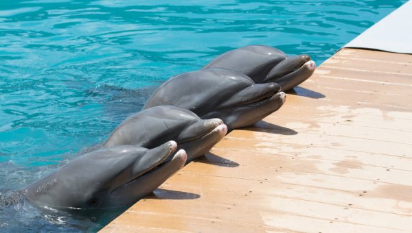 In Honor of Lolita, Urge Miami Seaquarium to Release Dolphins to a Seaside Sanctuary