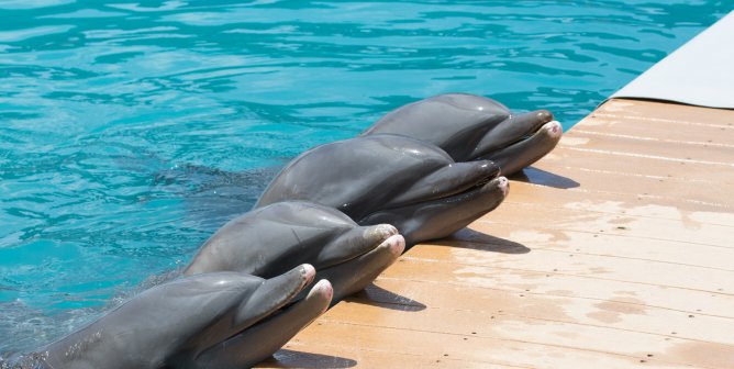 In Honor of Lolita, Urge Miami Seaquarium to Release Dolphins to a Seaside Sanctuary