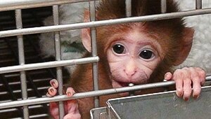 baby monkey in cage