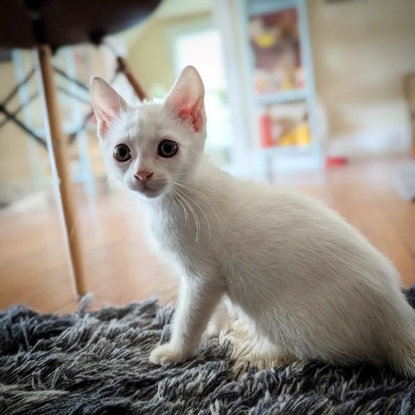 Pretty white kitten Slurpee sitting under a table