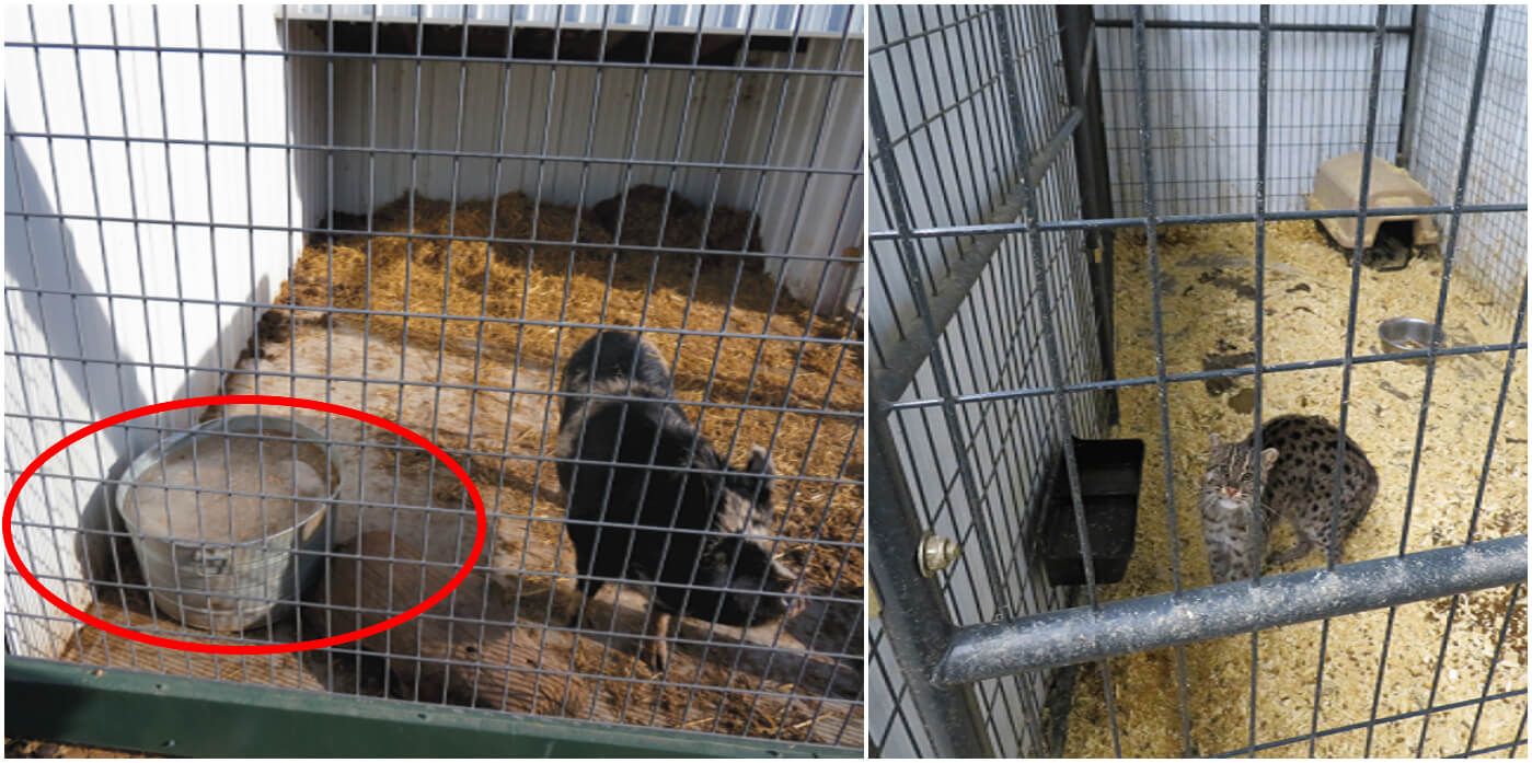 animals in filthy cages at Even Keel Exotics in Michigan