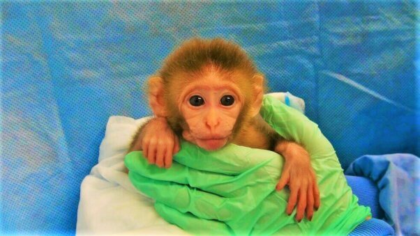 Baby monkey held by experimenter