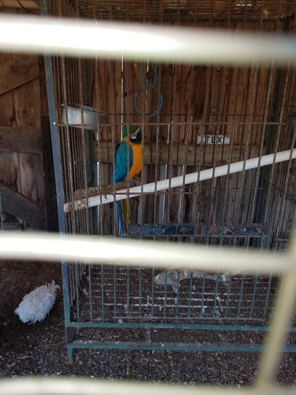 Blue gold macaw in tiny dirty cage 131840 USDA Violations and How to Spot Them to Help Birds