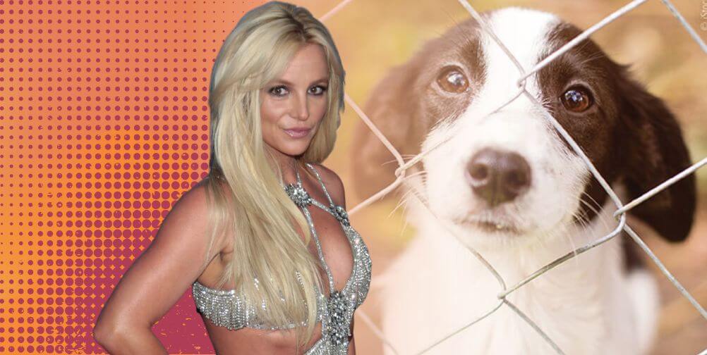 Britney max shelter dog Britney Spears Buys Another Dog