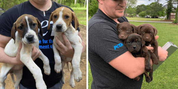 CAP transfer puppies PETA Fieldworkers ‘Spring’ Into Action for Animals