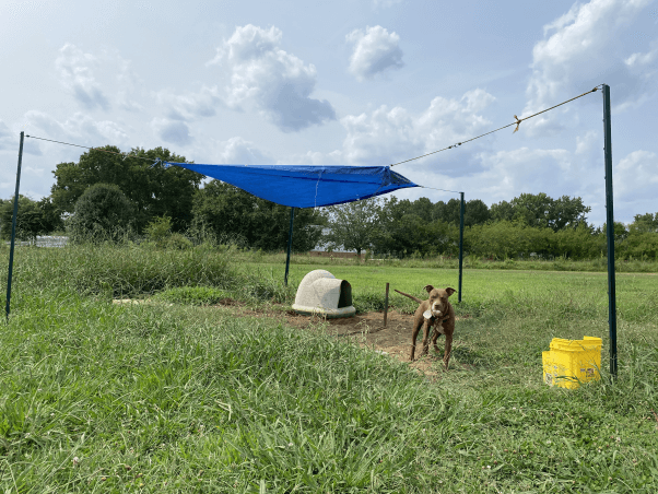 Danger stands in a field with a tarp for shade dropped off by CAP