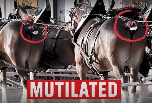 Disfigured Clydesdales hitched to a Budweiser beer wagon PETA Challenges NFL: Dropkick Budweiser’s Horse Abuse