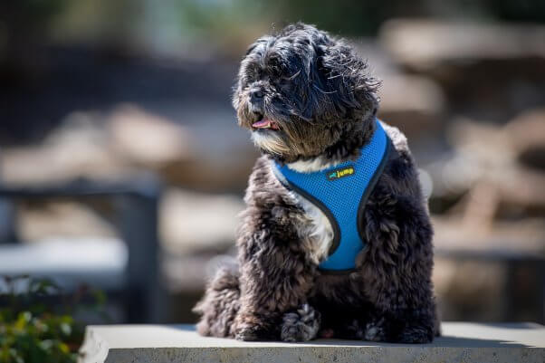 Drake, Jim Irsay's animal companion wearing a blue harness