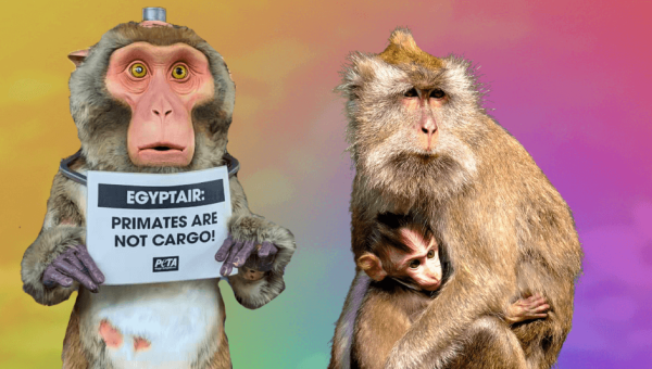Promise Broken: Apparently EGYPTAIR Is Again Shipping Monkeys to Their Deaths