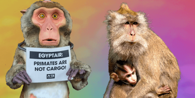 Promise Broken: Apparently EGYPTAIR Is Again Shipping Monkeys to Their Deaths