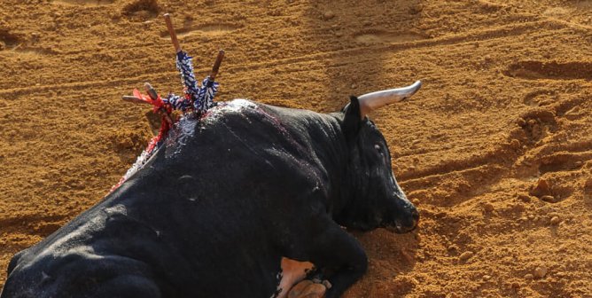 A bull who was killed by a Matador in a bullfighting ring in Madrid, Spain.