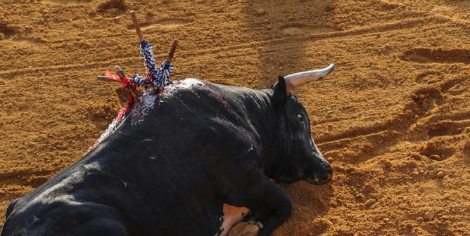 Tell Travel Companies to Cut the Bullsh*t and Stop Promoting Bull Torture!