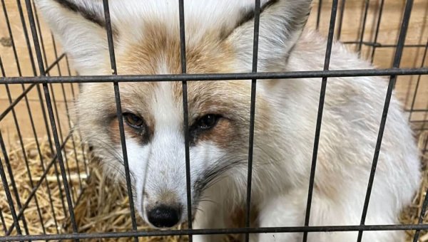 Federal Bills Would Allow DOJ to Take On Animal Exploiters: Urge Your Members of Congress to Sign On!
