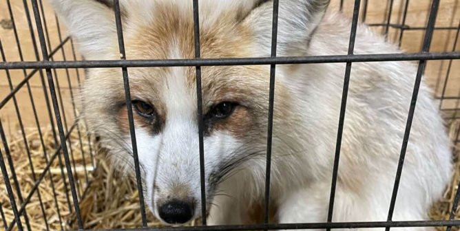 Federal Bills Would Allow DOJ to Take On Animal Exploiters: Urge Your Members of Congress to Sign On!