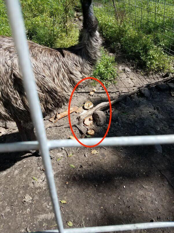 Emu enclosure old bread 125509 602x803 1 USDA Violations and How to Spot Them to Help Birds