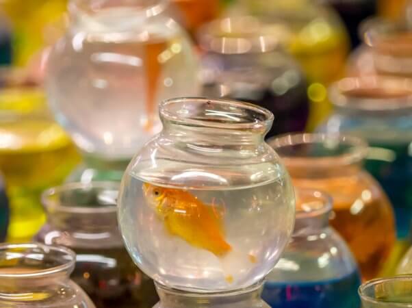goldfish, fish, animals as games, animals as prizes, carnival games